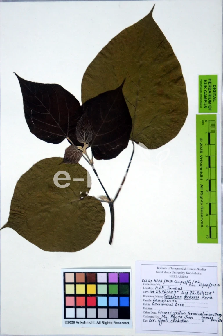 Gmelina arborea