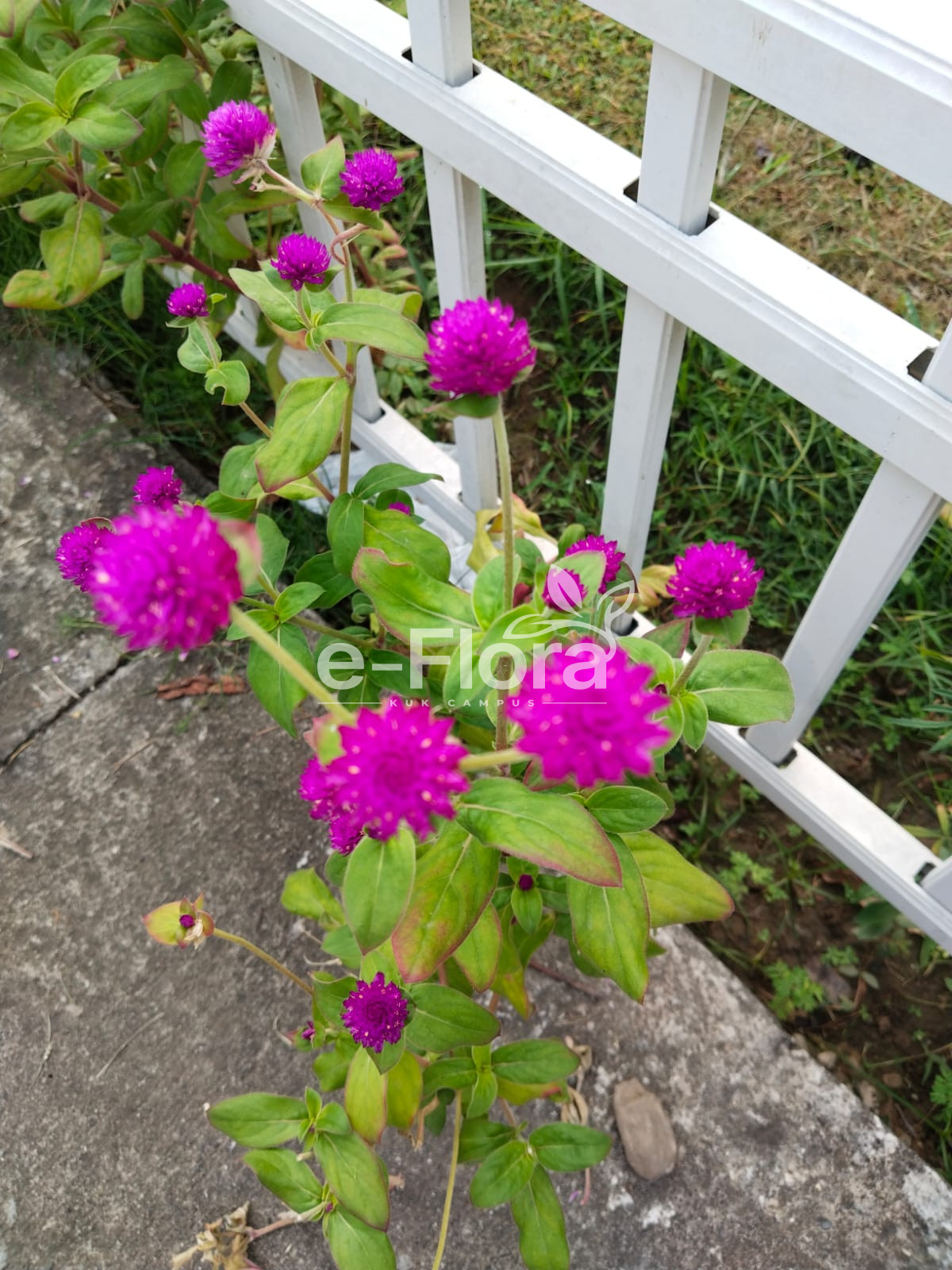 You are currently viewing Gomphrena globosa L.