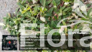 Read more about the article Gomphrena serrata L.