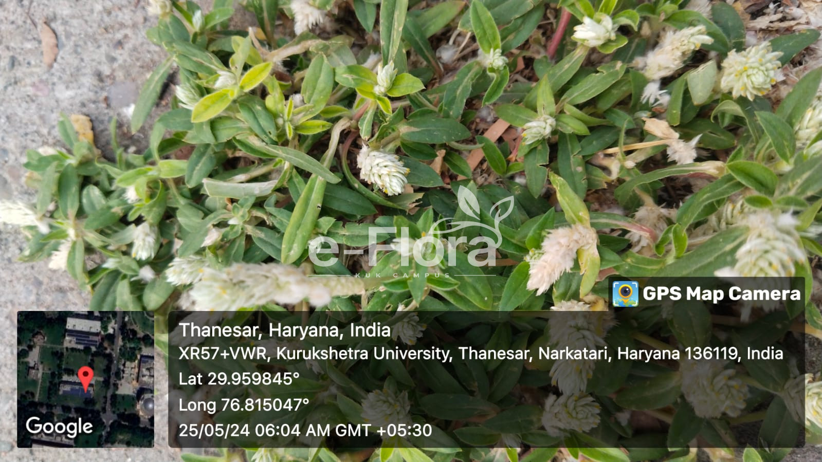 You are currently viewing Gomphrena serrata L.