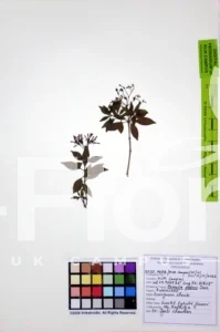 Hamelia patens