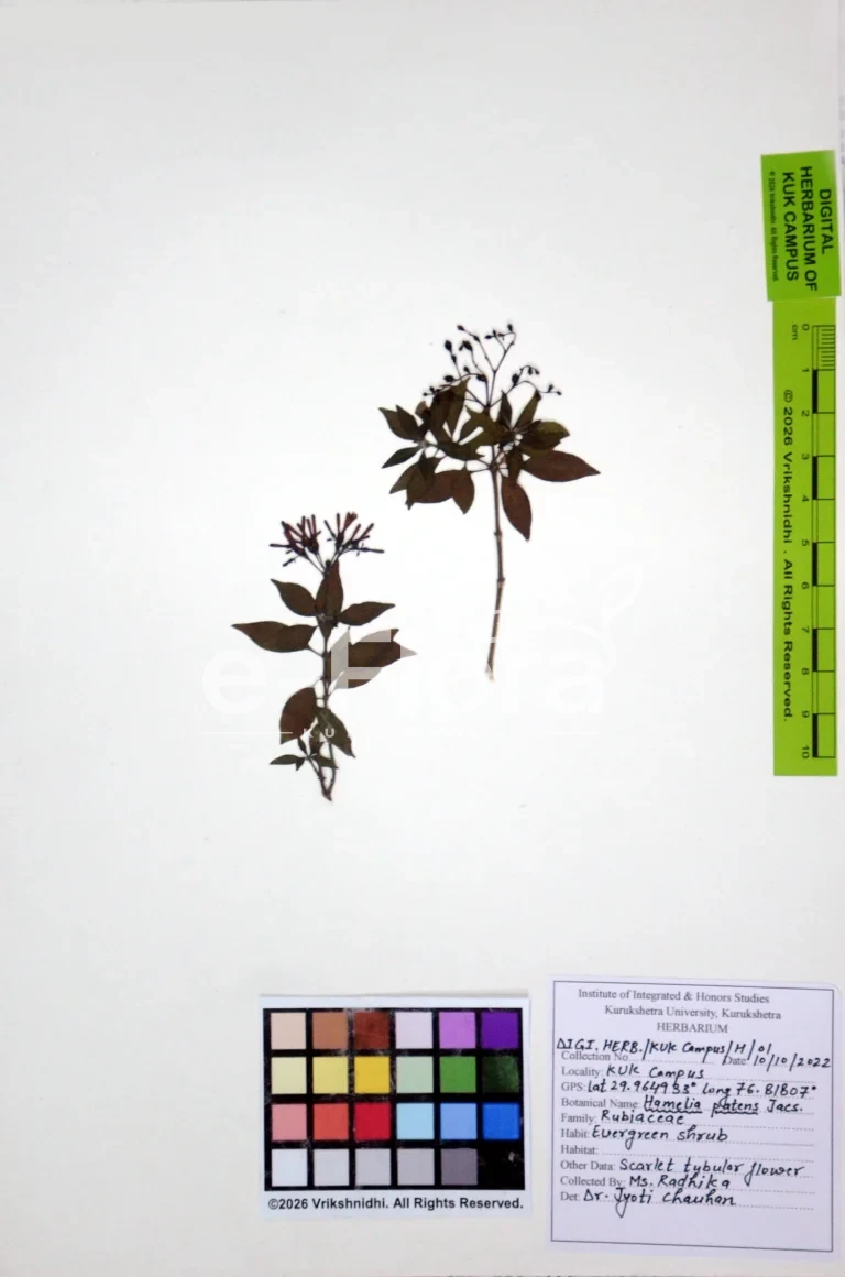 Hamelia patens