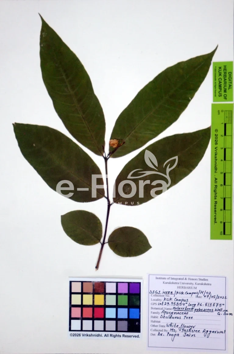 Holarrhena pubescens