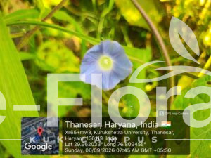 Read more about the article Ipomoea hederacea Jacq.