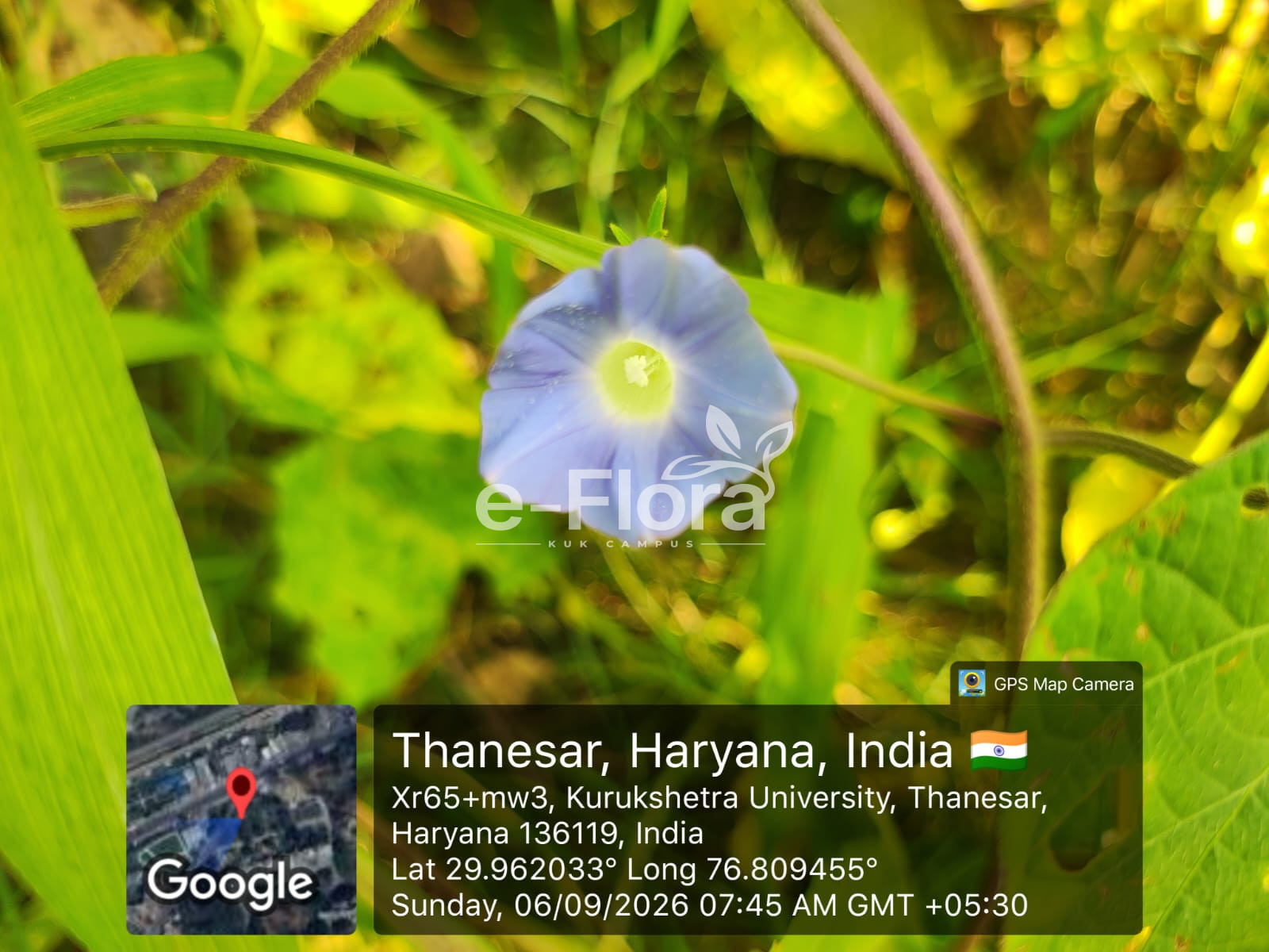 You are currently viewing Ipomoea hederacea Jacq.