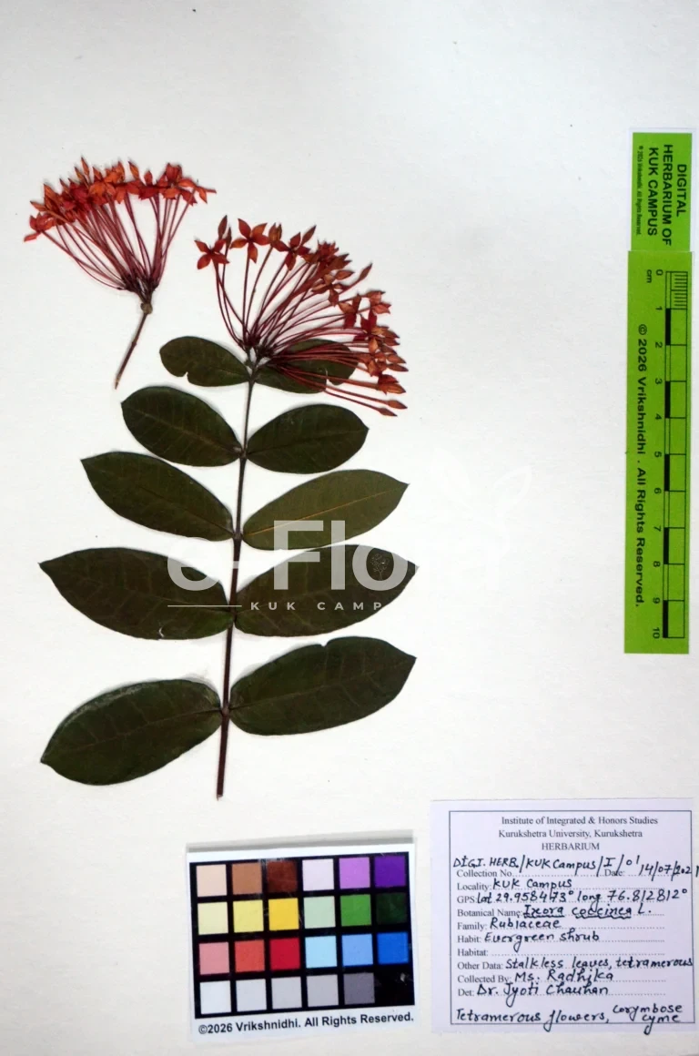 Ixora coccinea