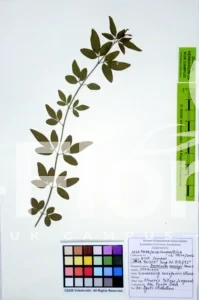 Jasminum mesnyi