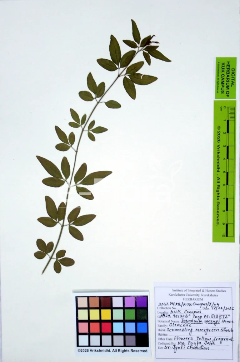Jasminum mesnyi