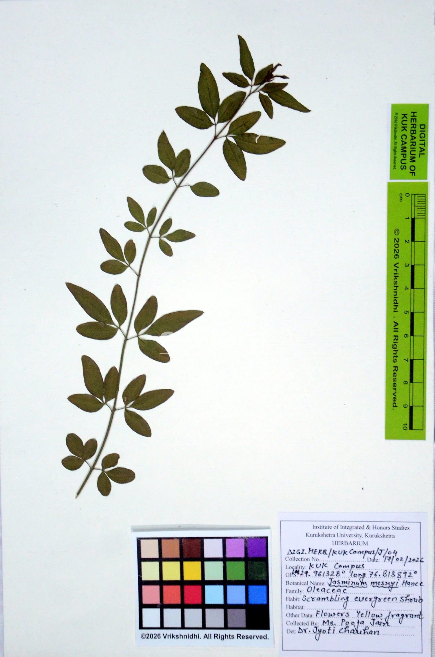 You are currently viewing Jasminum mesnyi