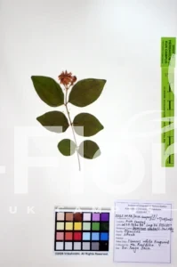 Jasminum sambac
