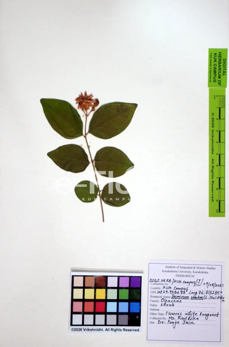 Jasminum sambac