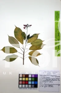 Jatropha integerrima