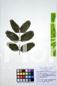 Kigelia africana