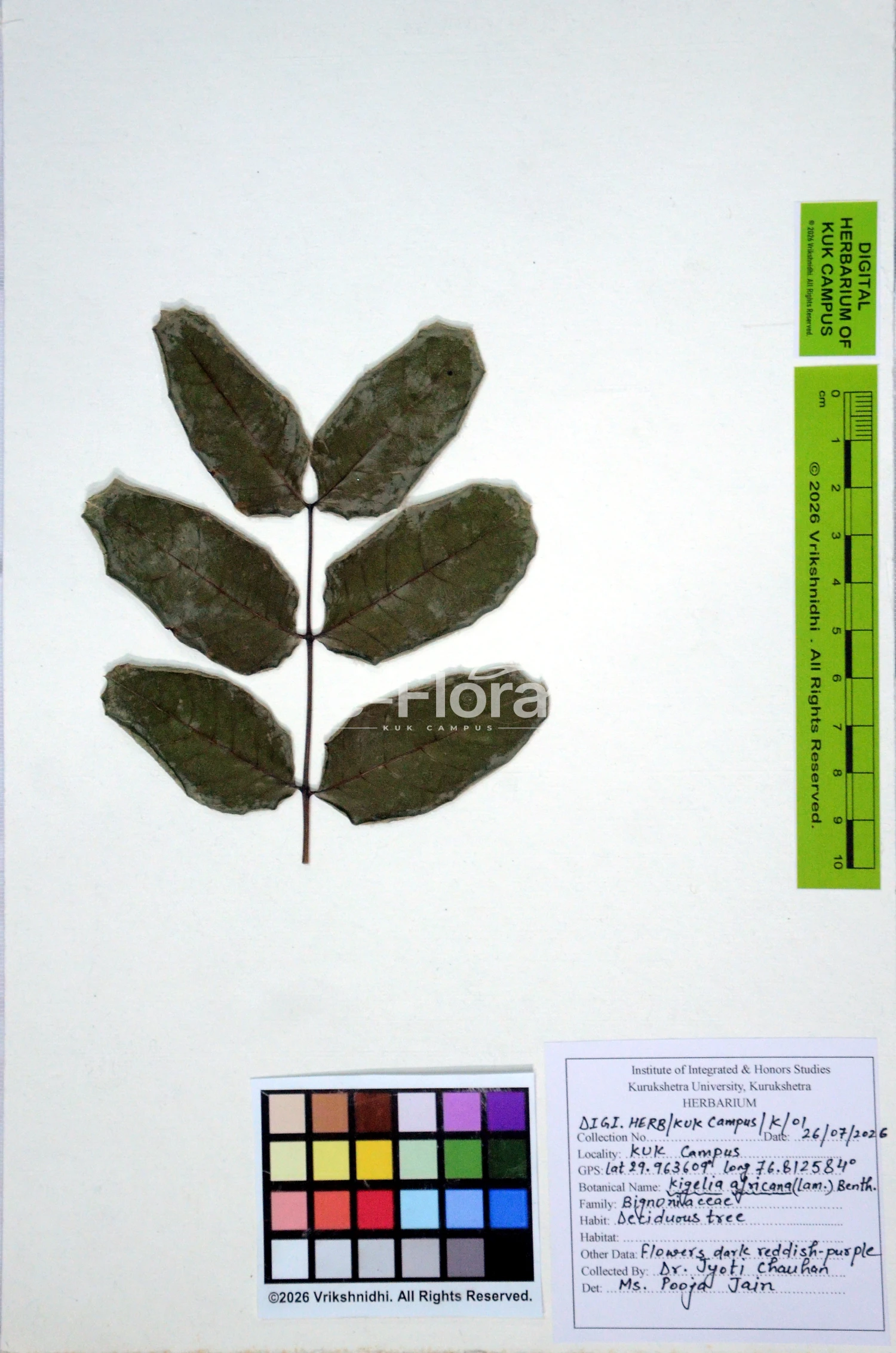 You are currently viewing Kigelia africana