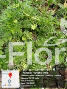 Read more about the article Lepidium didymum L.