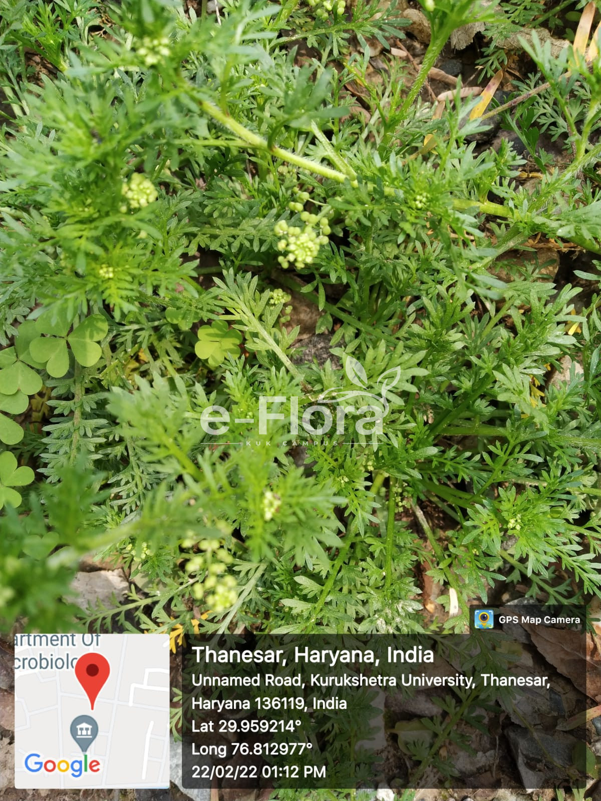 You are currently viewing Lepidium didymum L.