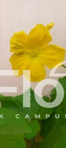 Read more about the article Luffa aegyptiaca Mill.