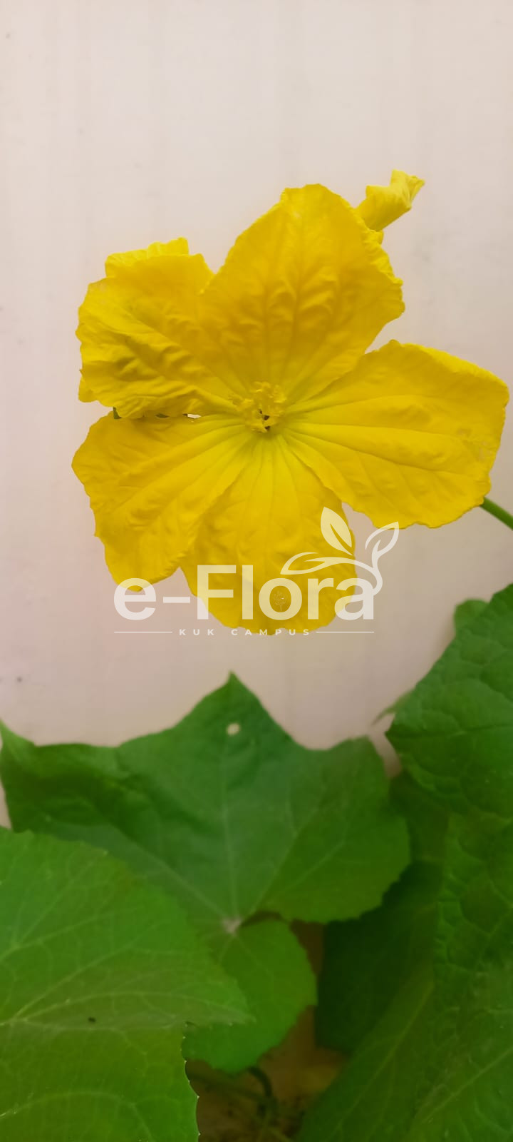 You are currently viewing Luffa aegyptiaca Mill.