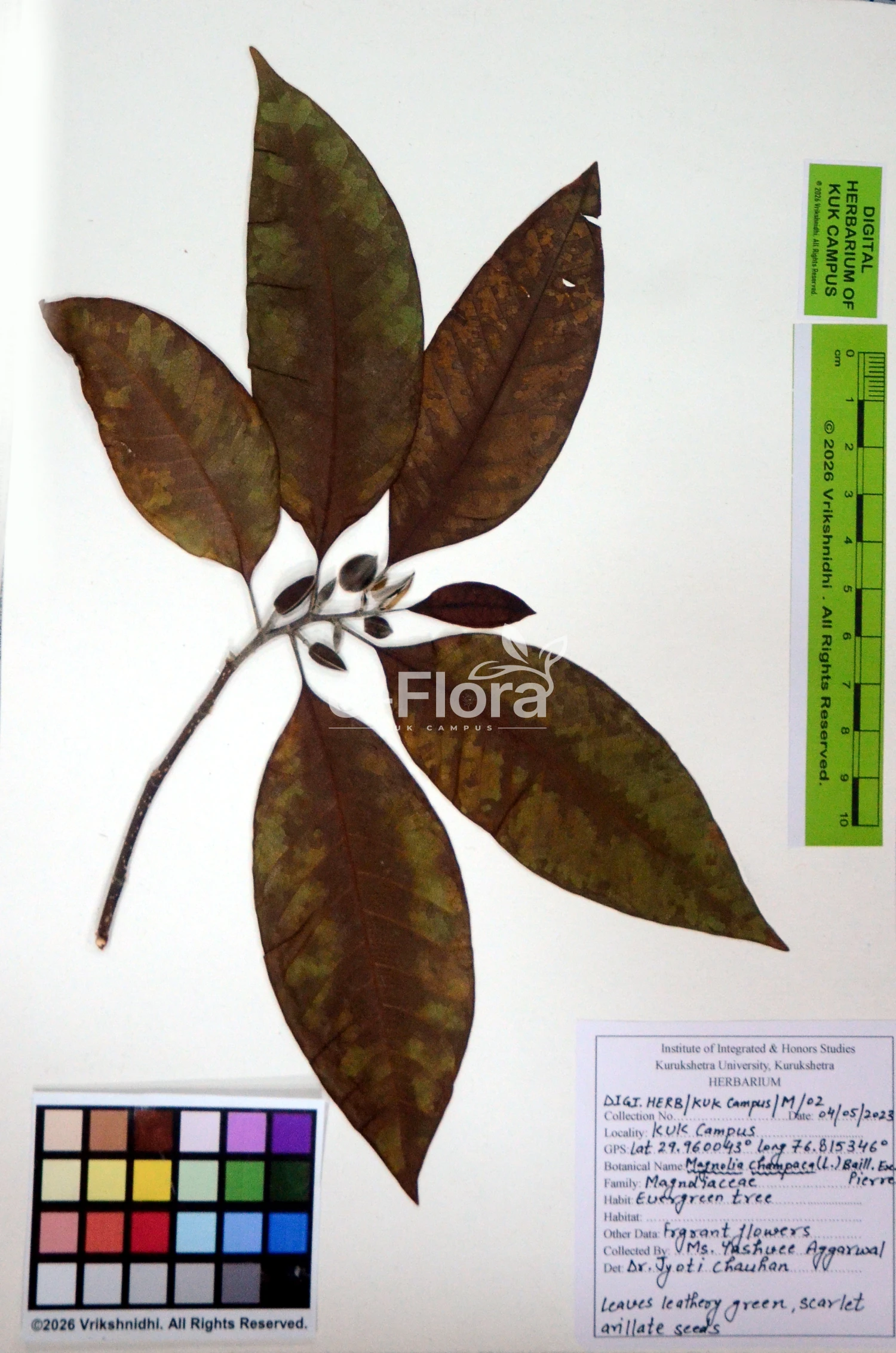 You are currently viewing Magnolia champaca