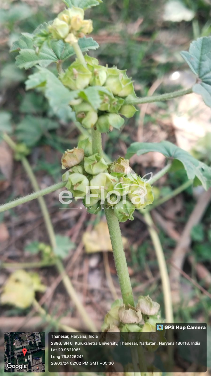 Read more about the article Malva parviflora L.