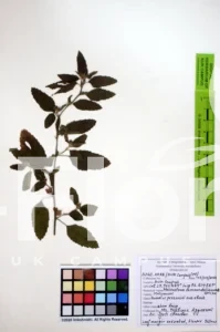 Malvastrum coromandelianum