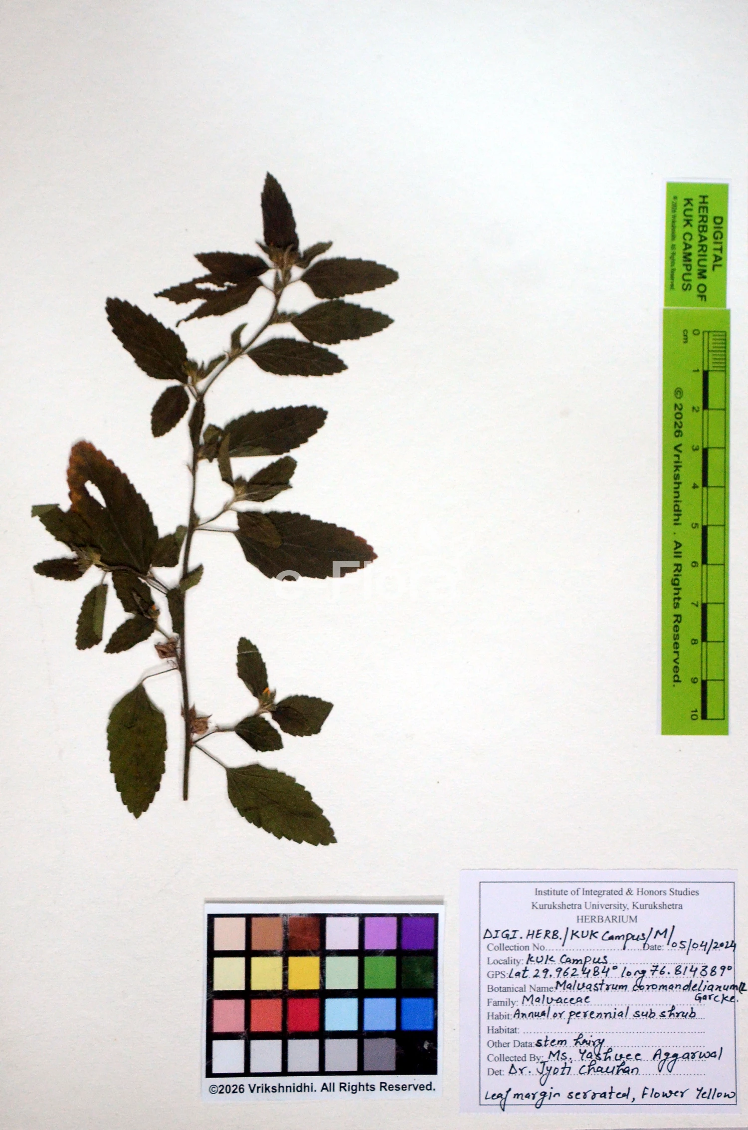 You are currently viewing Malvastrum coromandelianum