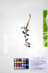 Mentha spicata