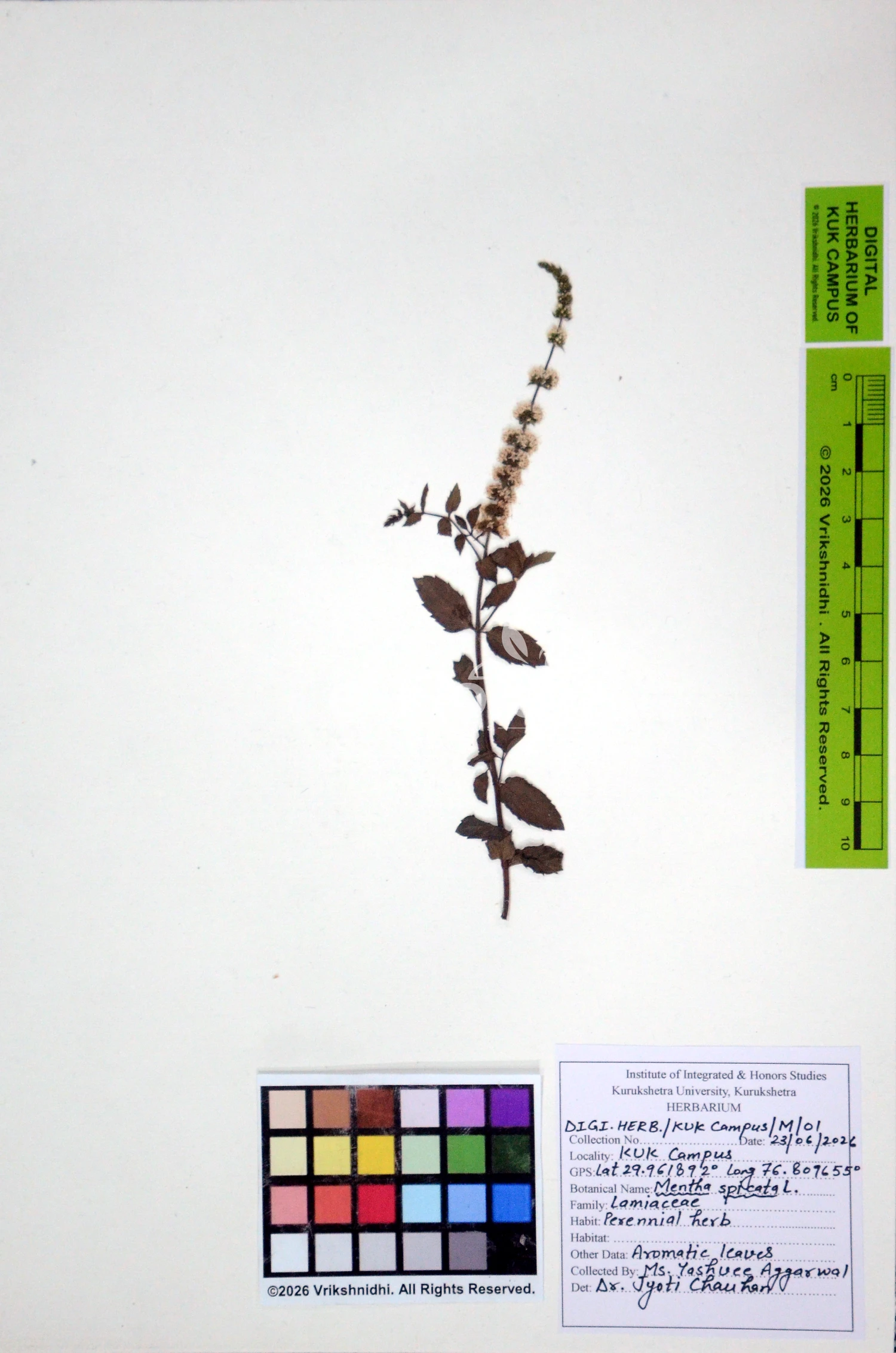 You are currently viewing Mentha spicata