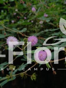 Read more about the article Mimosa pudica L.