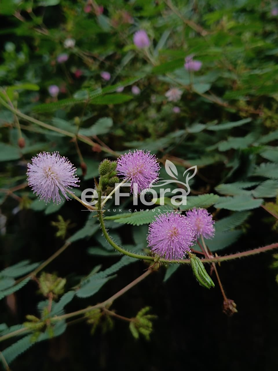 You are currently viewing Mimosa pudica L.