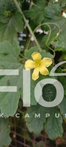 Read more about the article Momordica charantia L.
