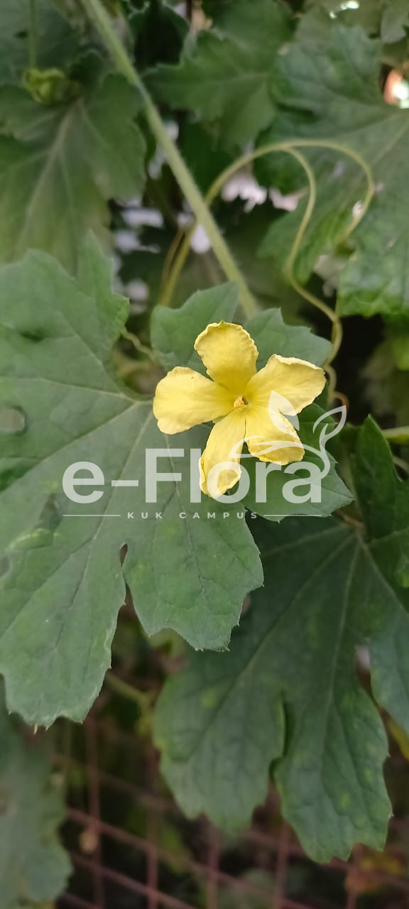 You are currently viewing Momordica charantia L.