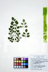 Moringa oleifera