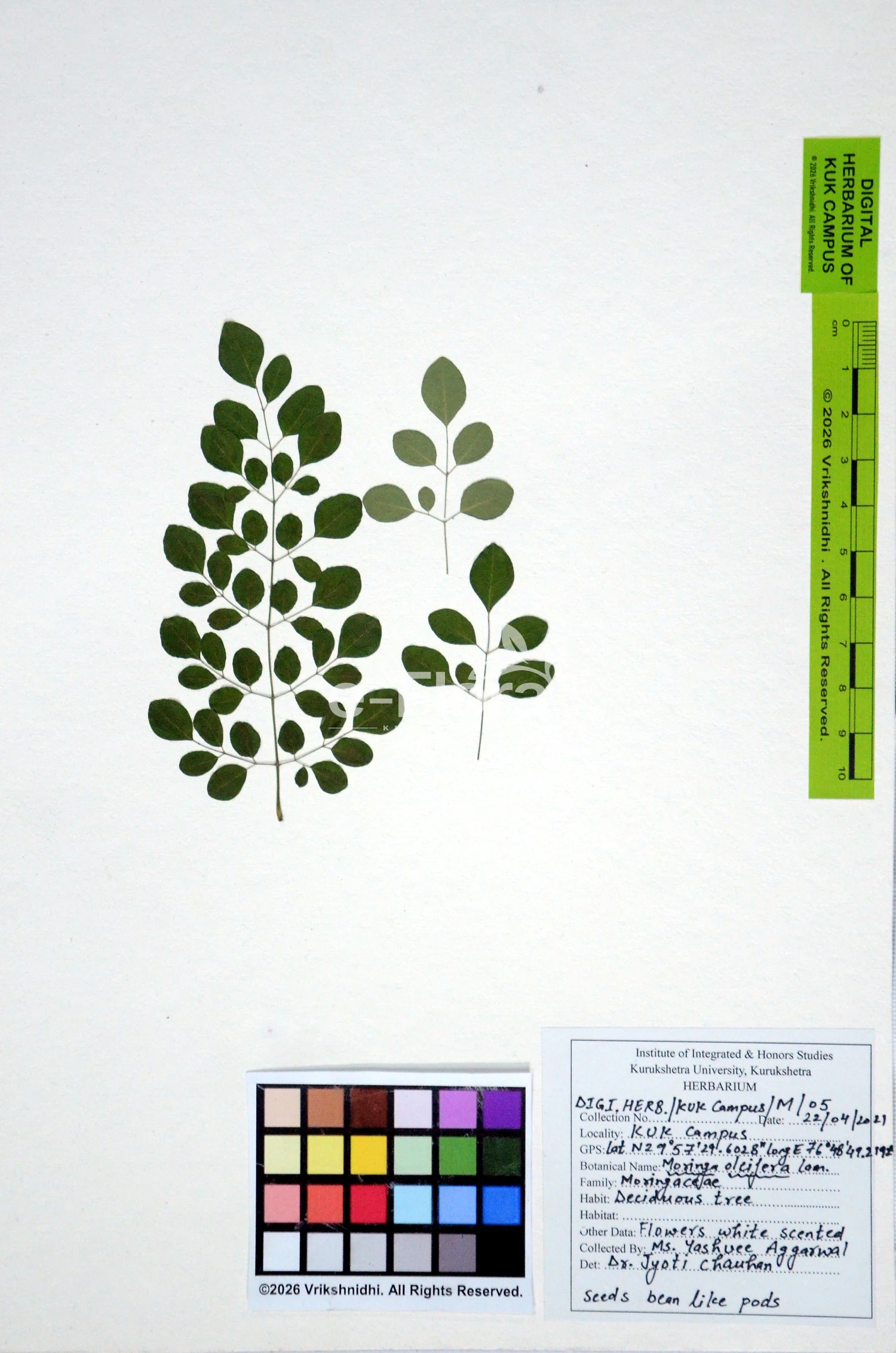 You are currently viewing Moringa oleifera