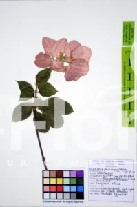 Mussaenda philippica