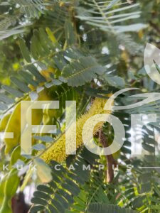 Read more about the article Neltuma juliflora (Sw.) Raf.