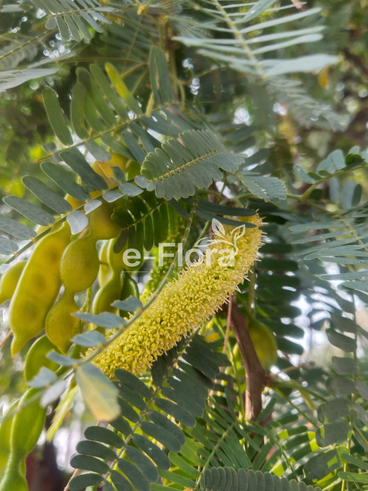 You are currently viewing Neltuma juliflora (Sw.) Raf.