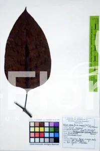 Neolamarckia cadamba