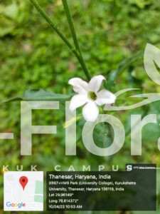 Read more about the article Nicotiana plumbaginifolia Viv.
