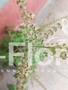 Read more about the article Ocimum gratissimum L.