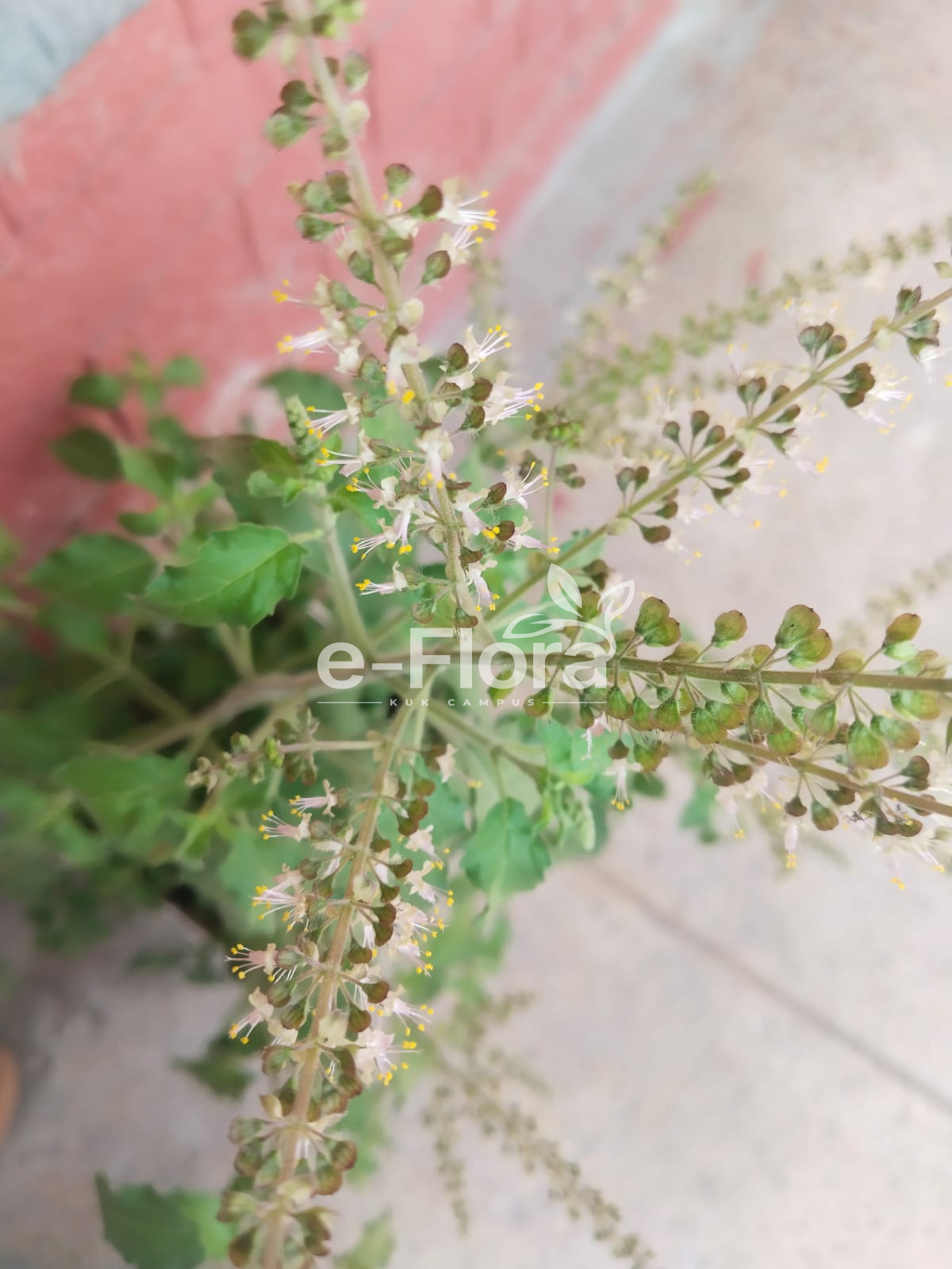 You are currently viewing Ocimum gratissimum L.