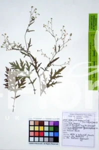 Parthenium hysterophorus