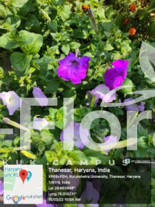 Read more about the article Petunia × atkinsiana (Sweet) D.Don ex W.H.Baxter