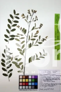 Phyllanthus reticulatus