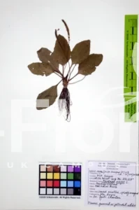 Plantago major