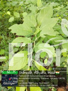 Read more about the article Pleurolobus gangeticus (L.) J.St.-Hil. ex Ohashi & K.Ohashi