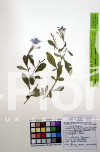 Plumbago auriculata