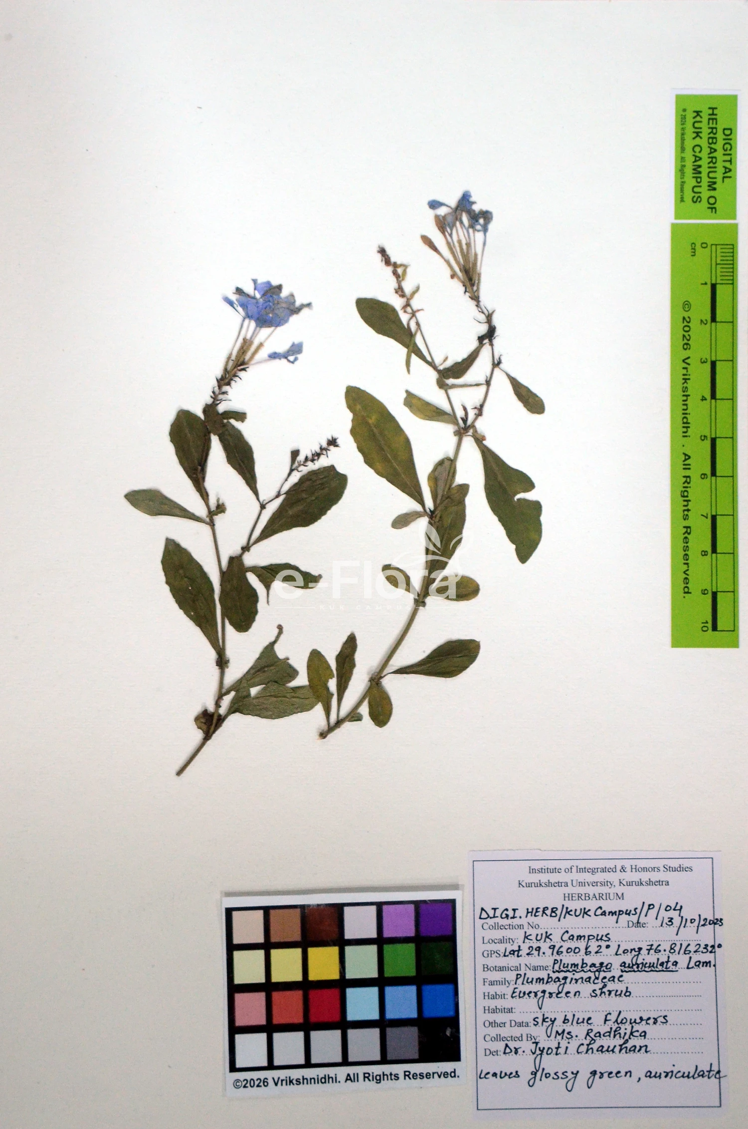 You are currently viewing Plumbago auriculata