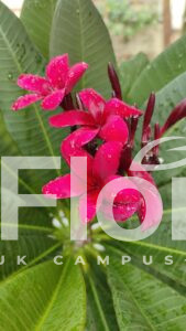 Read more about the article Plumeria rubra L.