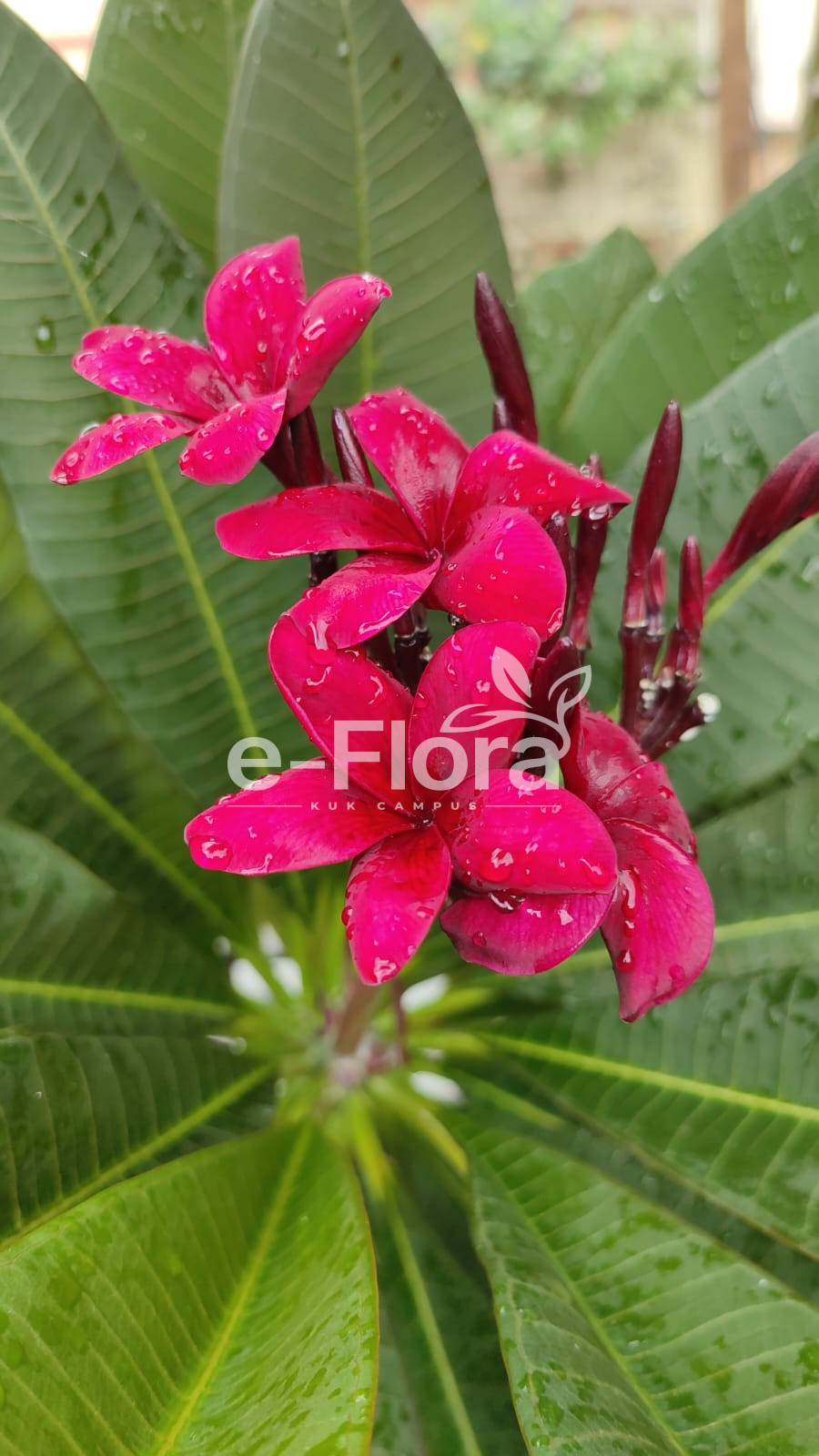 You are currently viewing Plumeria rubra L.